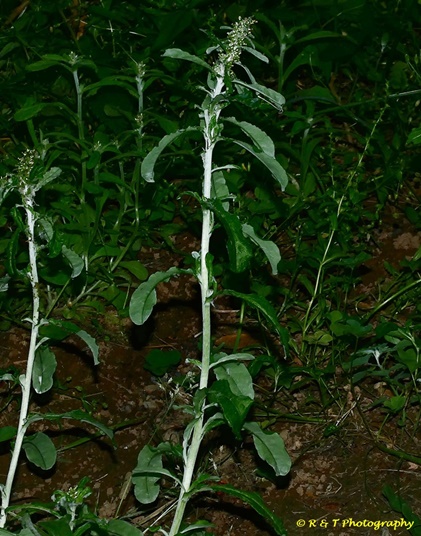 {Gamochaeta impatiens}